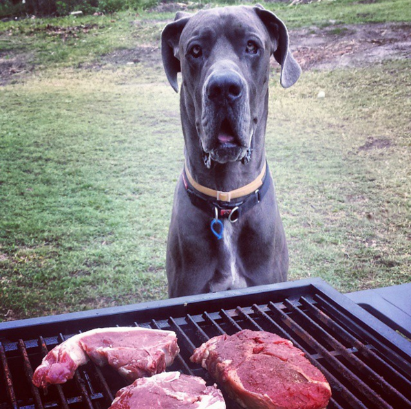 hund och grill farlig mat
